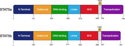 STAT5b: A master regulator of key biological pathways